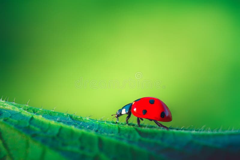 Ladybug на зеленом заводе лист, конце вверх стоковое изображение Ladybug на зеленом заводе лист, конце вверх стоковое изображение
