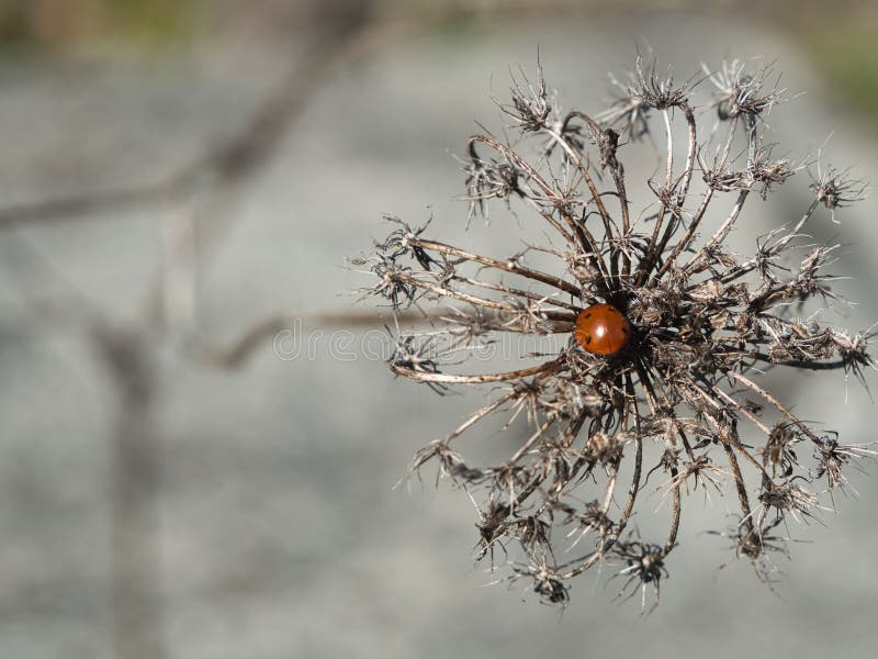 Ladybug на сушеном производстве стоковая фотография rf