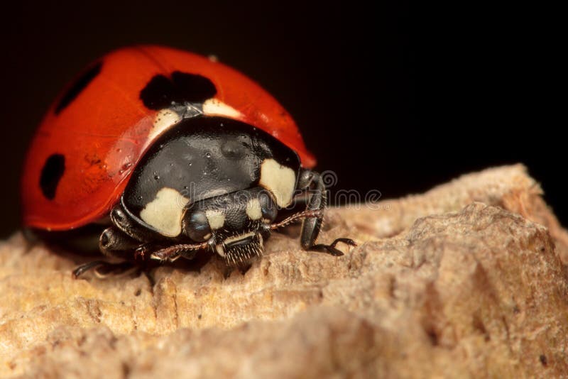 Ladybug 7-пятна на журнале стоковое фото Ladybug 7-пятна на журнале стоковое фото
