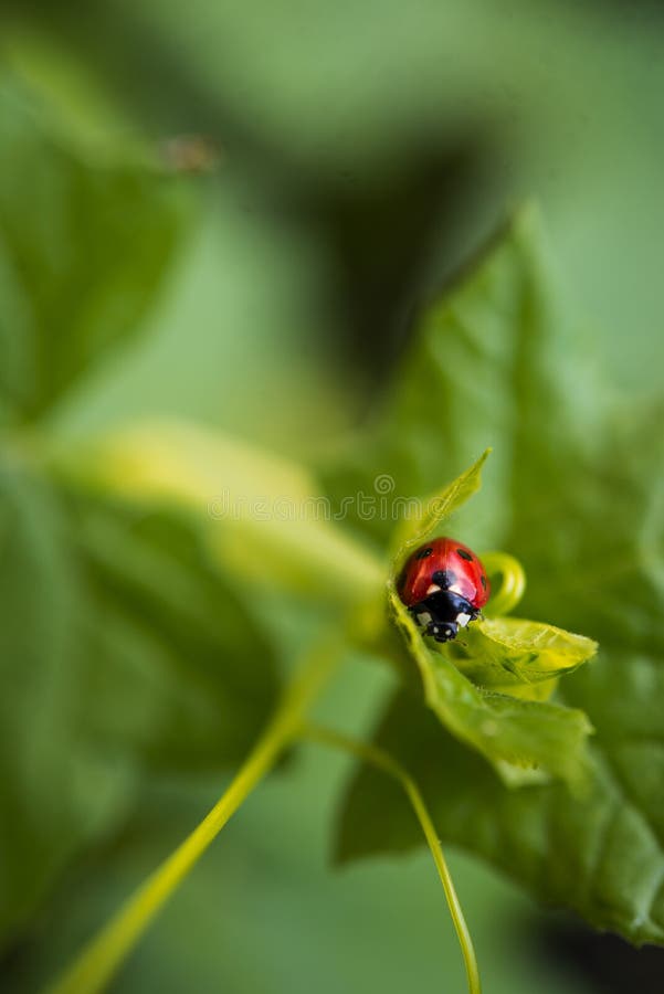 Ladybug сидя на зеленых лист завода creeper стоковое изображение Ladybug сидя на зеленых лист завода creeper стоковое изображение