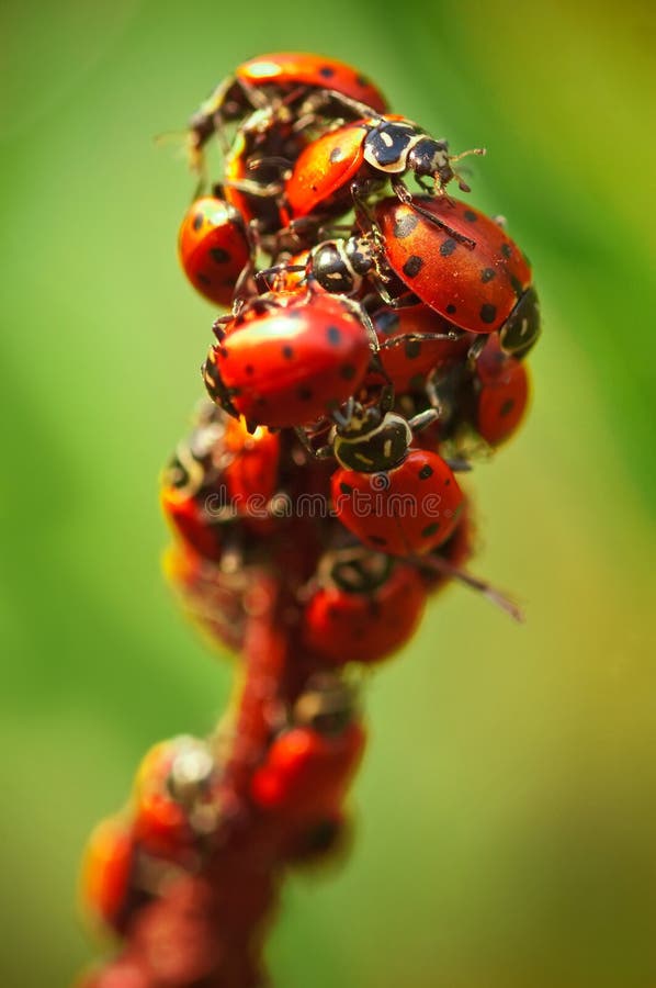 ladybugs ladybugs