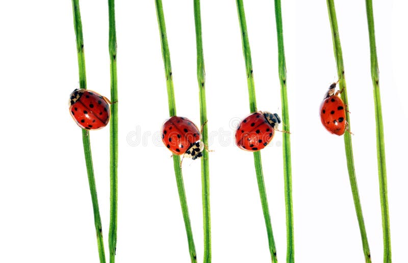 Ladybugs