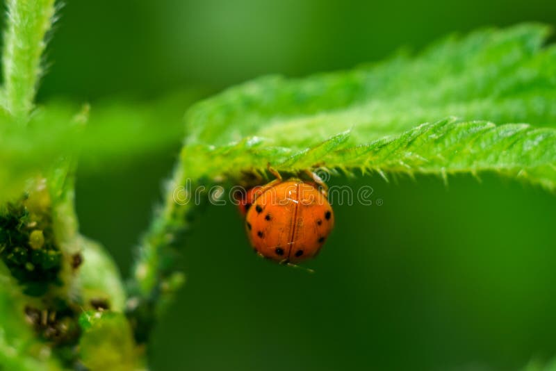 ladybugs royalty-vrije stock foto ladybugs royalty-vrije stock foto