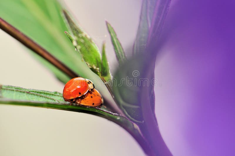 Ladybugs (Coccinellidae) mating royalty free stock photos