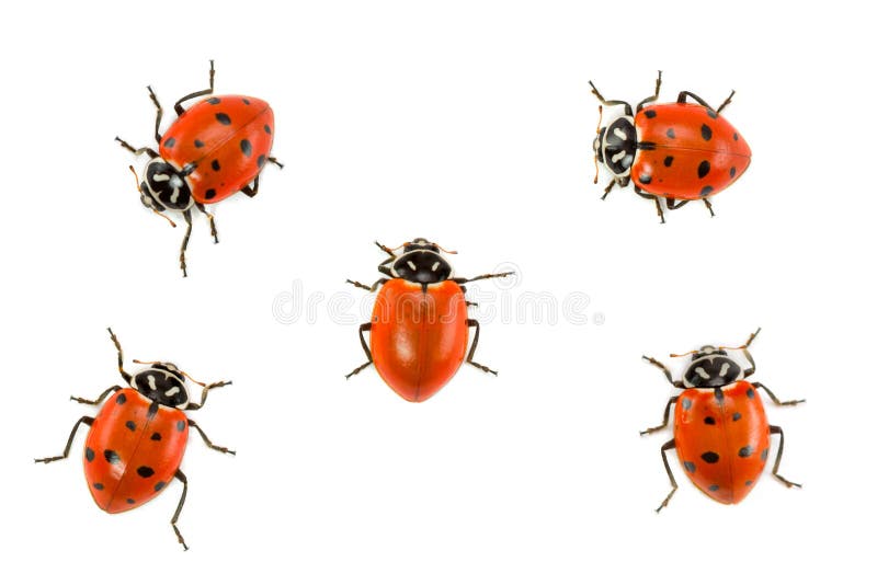 Ladybugs - Dare to Be Different