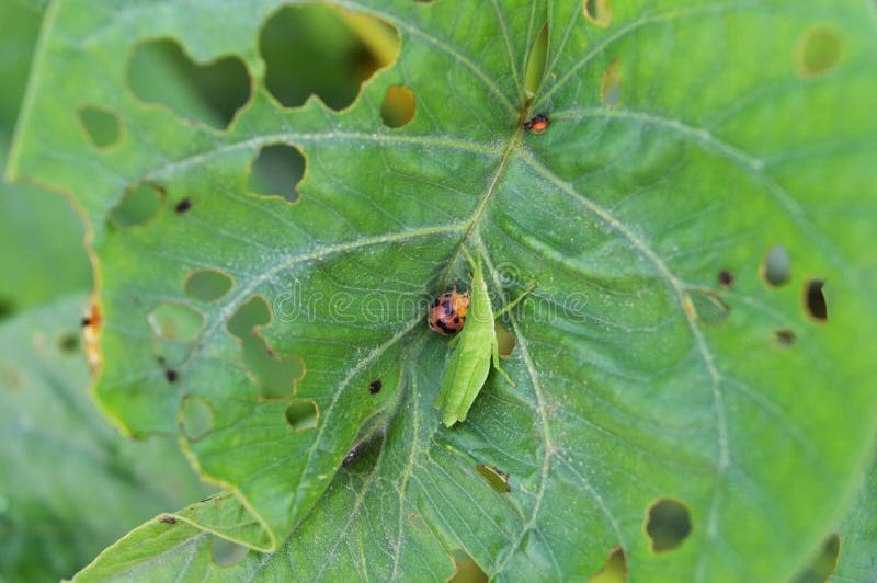 Ladybugs and grasshoppers on the leaves