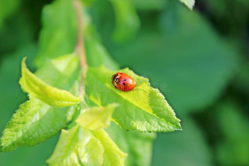 Ladybugs in love stock image. Image of copulate, garden 10274739