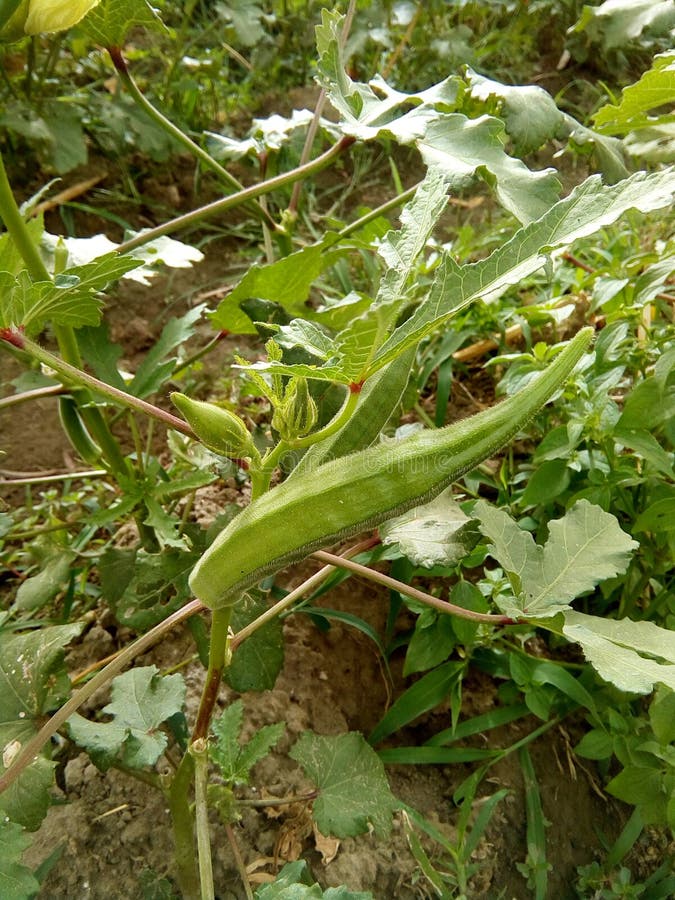 Ladyfingers on plant stock image. Image of lovely, view 55544711