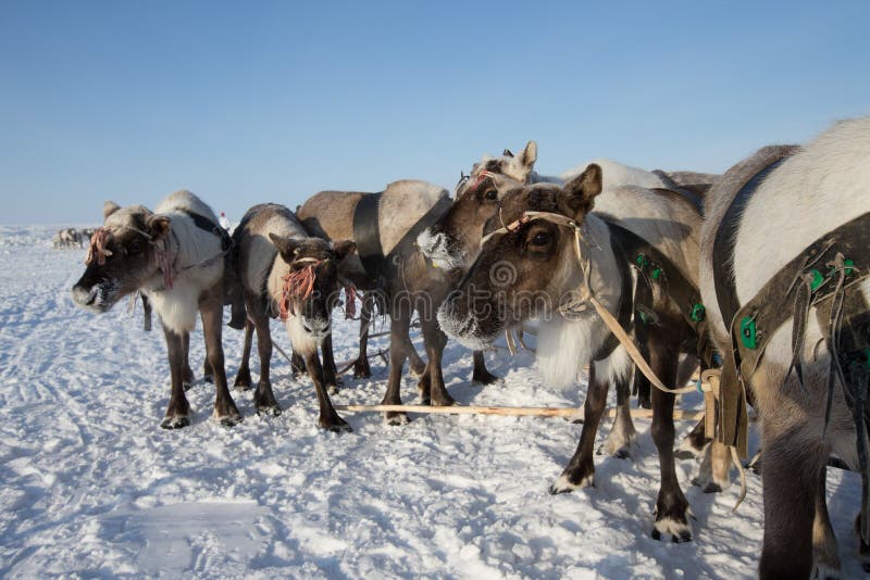 Lag av renen i frostig vintermorgon Yamal royaltyfri fotografi Lag av renen i frostig vintermorgon Yamal royaltyfri fotografi