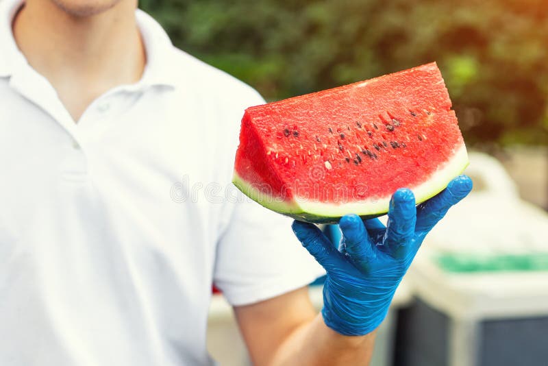 Laga mat i gummihandskar som rymmer i hand och erbjudande stort stycke av den nya smakliga saftiga skivade vattenmelon för hotell royaltyfria foton Laga mat i gummihandskar som rymmer i hand och erbjudande stort stycke av den nya smakliga saftiga skivade vattenmelon för hotell royaltyfria foton
