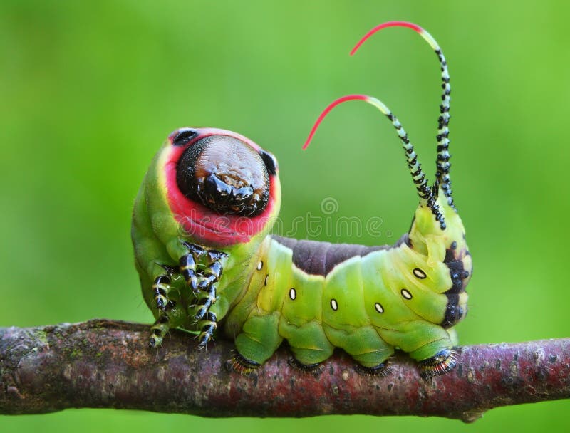 Lagarta bonita em uma pose assustador imagens de stock Lagarta bonita em uma pose assustador imagens de stock
