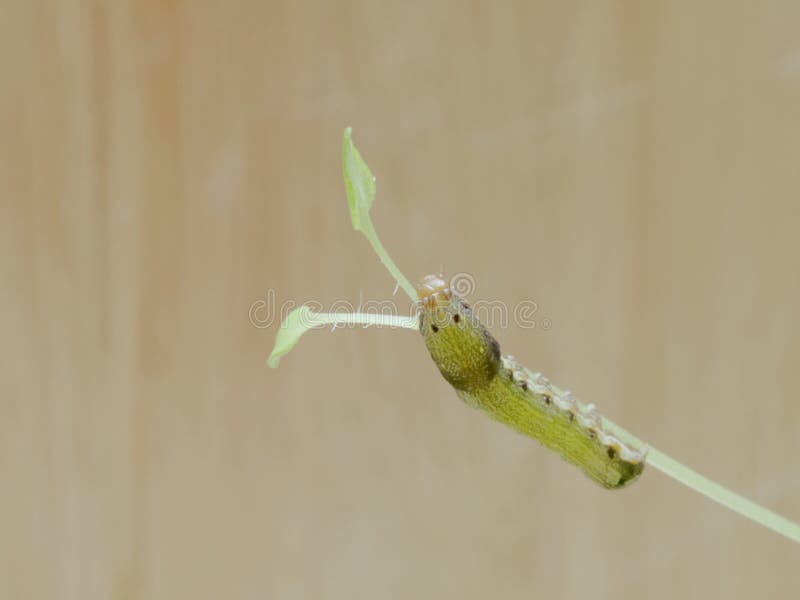 Lagarta ou sem-fim verde da borboleta com a boca vermelha que escala, comendo e vivendo nas folhas e na árvore verdes do tomilho imagem de stock Lagarta ou sem-fim verde da borboleta com a boca vermelha que escala, comendo e vivendo nas folhas e na árvore verdes do tomilho imagem de stock