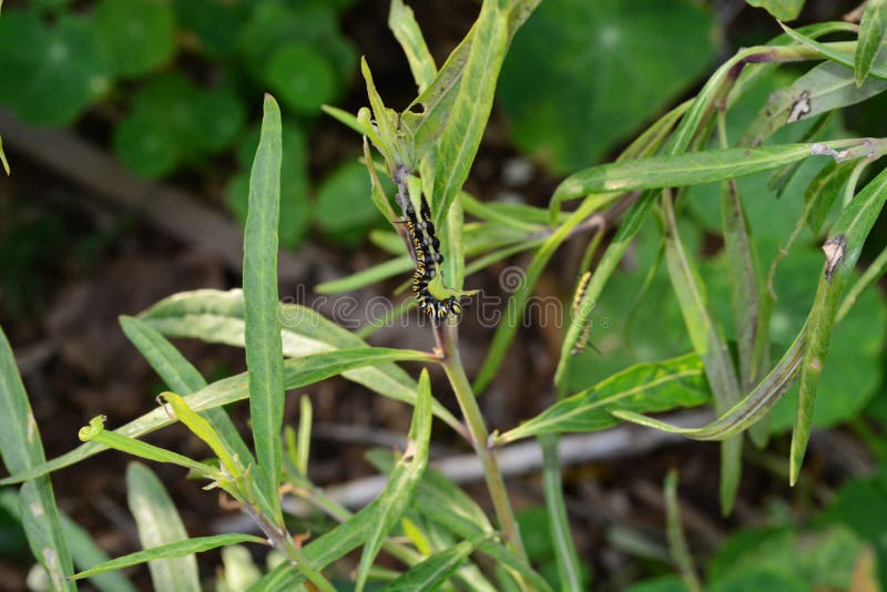 Lagarta pequena da borboleta de monarca que rasteja na planta do milkweed, comendo no jardim fora imagens de stock royalty free Lagarta pequena da borboleta de monarca que rasteja na planta do milkweed, comendo no jardim fora imagens de stock royalty free