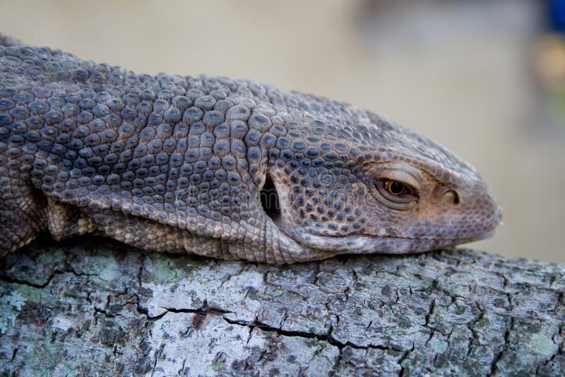 Lagarto foto de stock