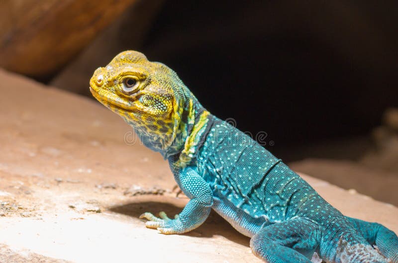 A Bola Amarela é Colocada Sobre Um Fundo Azul Imagem de Stock