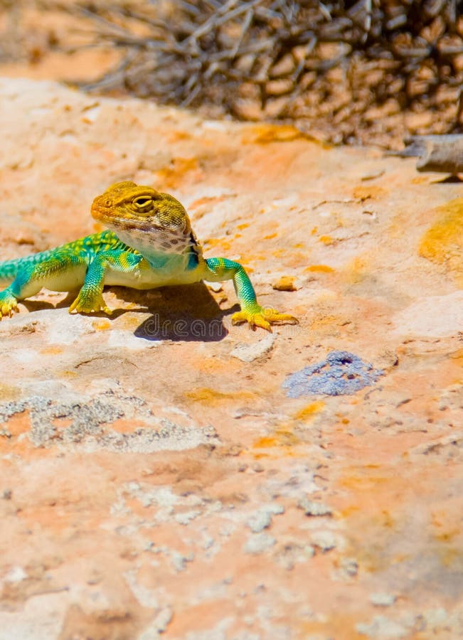 Lagarto colocado um colar oriental que procura o alimento foto de stock Lagarto colocado um colar oriental que procura o alimento foto de stock