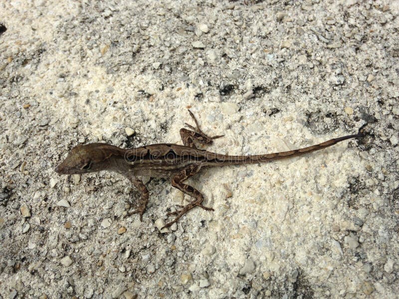 Lagarto De Brown Anole Em Miami Foto de Stock Imagem de marrom, credo