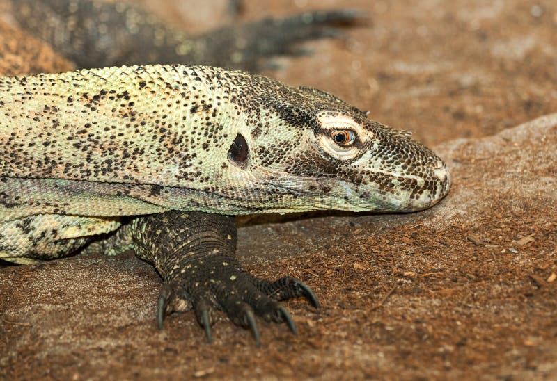 Goanna, Lagarto Nativo Australiano Grande Foto de archivo Imagen de