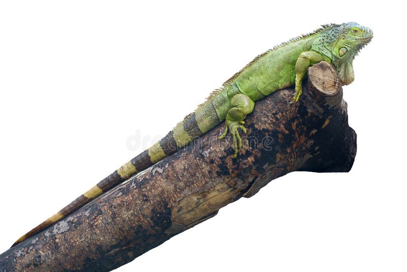 Lagarto de la iguana fotografía de archivo Lagarto de la iguana fotografía de archivo