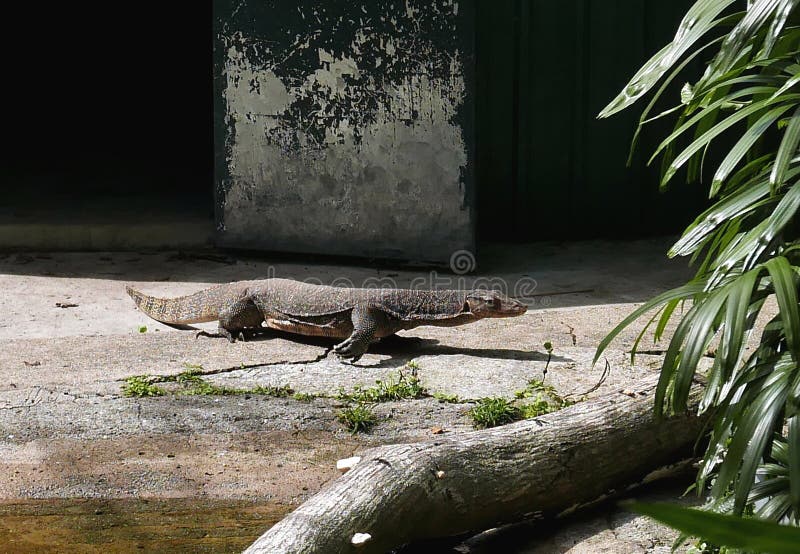 Lagarto de monitor fotos de stock Lagarto de monitor fotos de stock