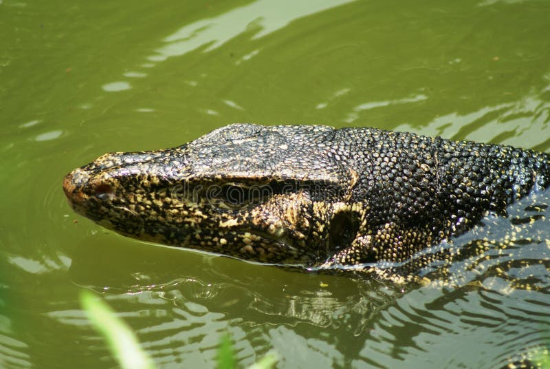 Lagarto de monitor da água fotos de stock royalty free Lagarto de monitor da água fotos de stock royalty free