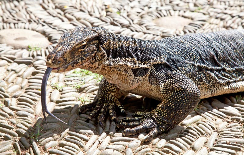 Lagarto-de-água fotografia de stock