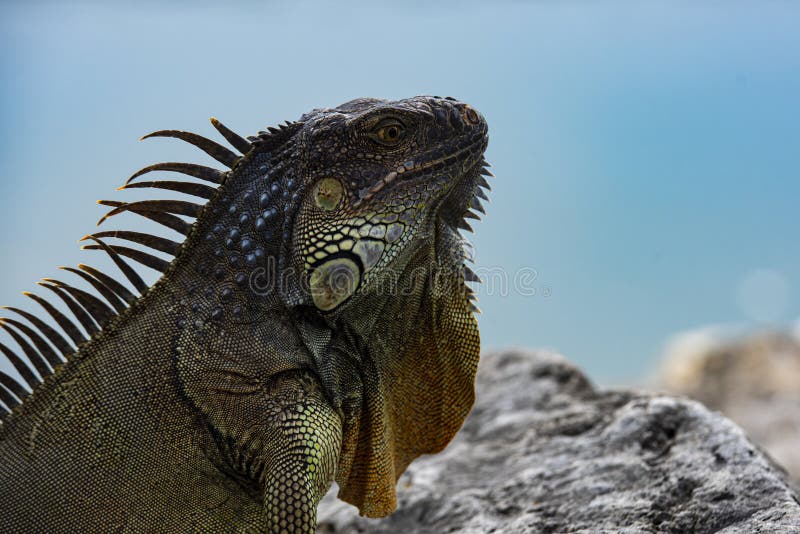 Lagarto del género. iguana de lagarto. dragón silvestre exótico iguana reptilian.