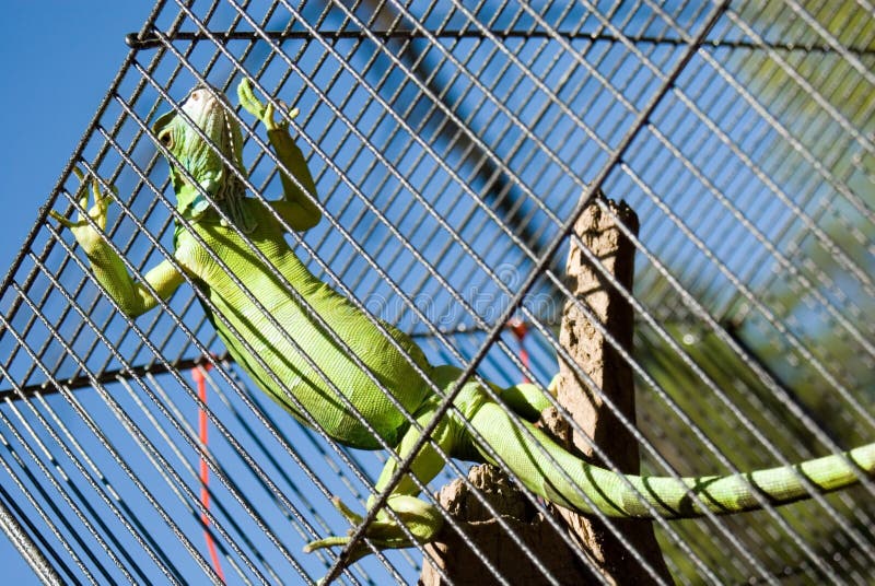 Lagarto en una jaula imagen de archivo Lagarto en una jaula imagen de archivo