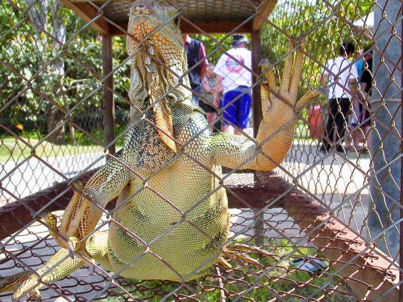 lagarto en una jaula imagen de archivo libre de regalías lagarto en una jaula imagen de archivo libre de regalías