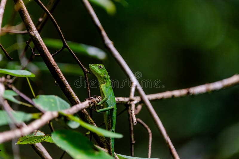 5,095 Fotos de Stock de Squamata - Fotos de Stock Gratuitas e Sem  Fidelização a partir da Dreamstime - Página 2