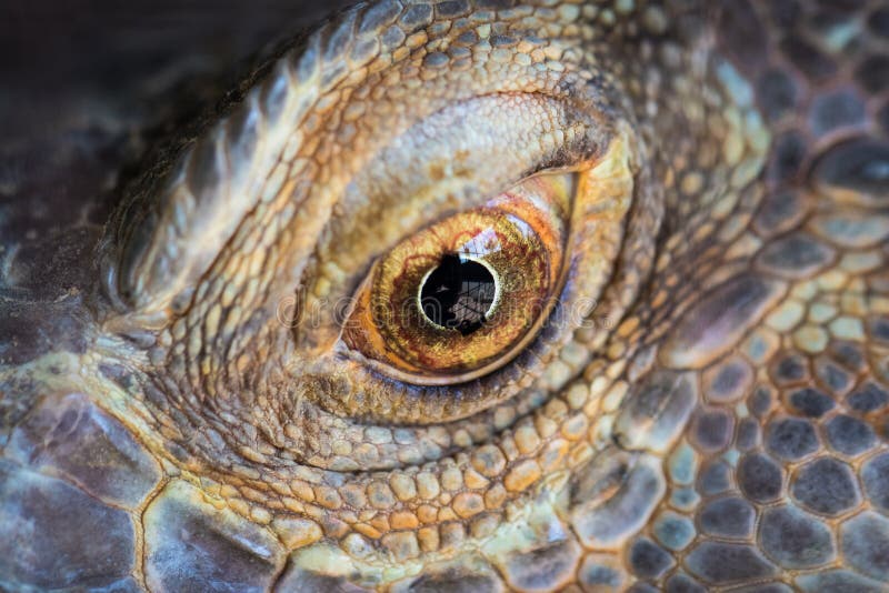 Lagarto observando imagem de stock royalty free