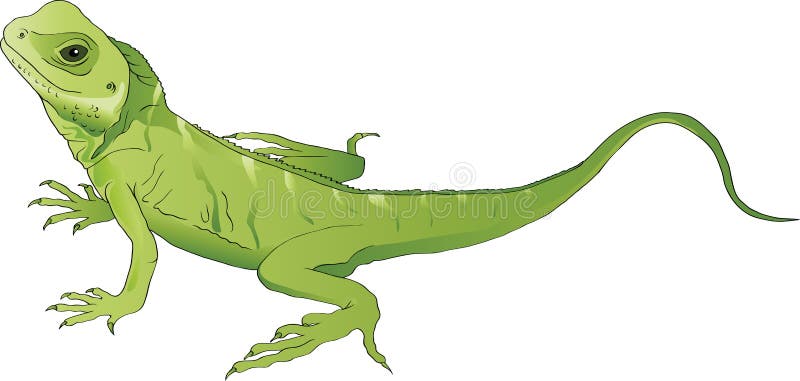 Lagarto verde ilustração do vetor