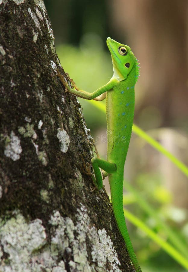 Lagarto verde con cresta en tronco de árbol foto de archivo Lagarto verde con cresta en tronco de árbol foto de archivo