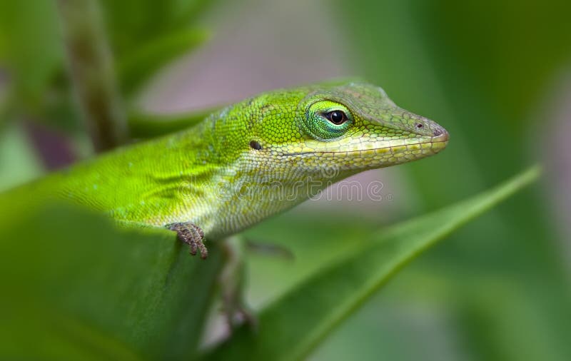 Lagarto verde de Anole imagen de archivo Lagarto verde de Anole imagen de archivo