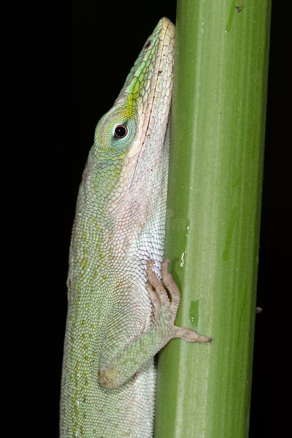 Lagarto verde de Anole (carolinensis del Anolis) imagen de archivo Lagarto verde de Anole (carolinensis del Anolis) imagen de archivo