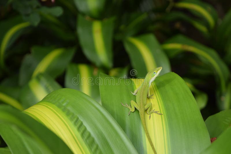 Lagarto verde de Anole na folha verde e amarela fotografia de stock Lagarto verde de Anole na folha verde e amarela fotografia de stock