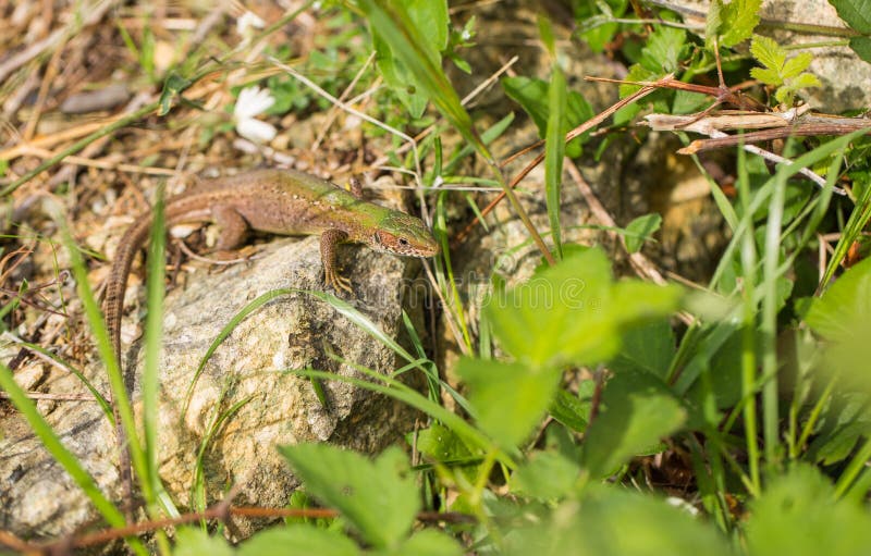 Lagarto verde del este adulto femenino imagen de archivo Lagarto verde del este adulto femenino imagen de archivo