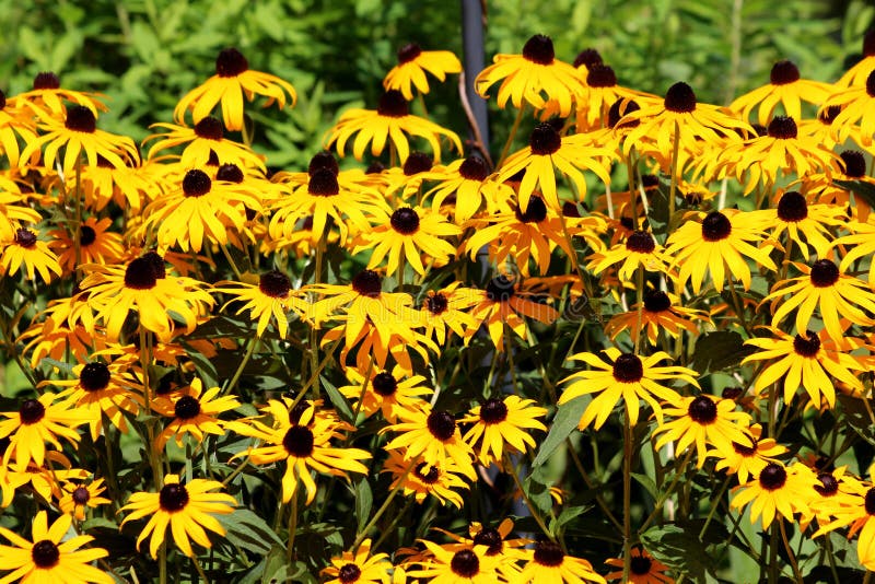 Lagen van dichtgeplante zwarte Susan of Rudbeckia hirta bloeiende planten met open, felgele bloemen met donkergekleurd midden stock fotografie Lagen van dichtgeplante zwarte Susan of Rudbeckia hirta bloeiende planten met open, felgele bloemen met donkergekleurd midden stock fotografie