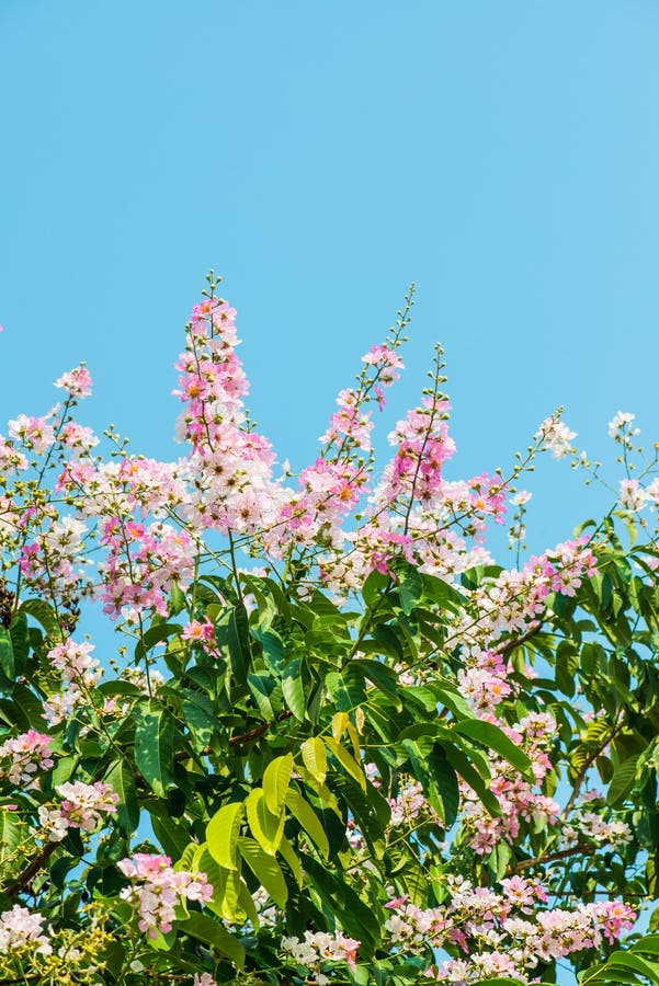 Lagerstroemia flores com céu azul fotos de stock