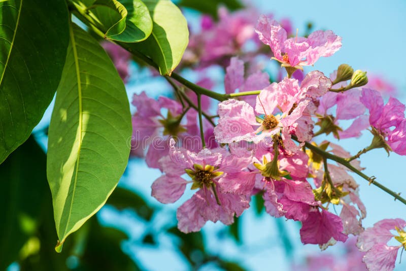 Lagerstroemia flores com céu azul fotos de stock royalty free