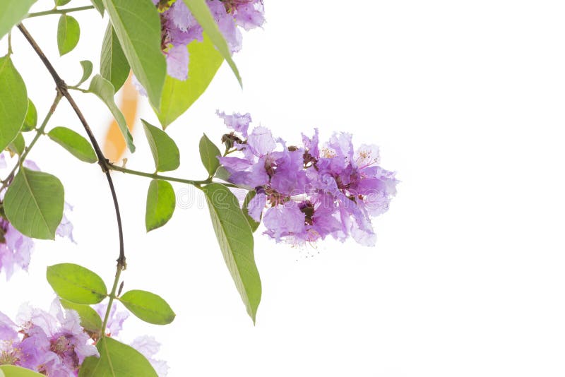 Lagerstroemia floribunda flower