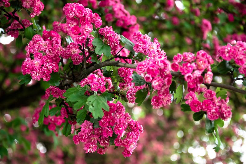 Lagerstroemia L., crape myrtle pink petals. stock photo Lagerstroemia L., crape myrtle pink petals. stock photo