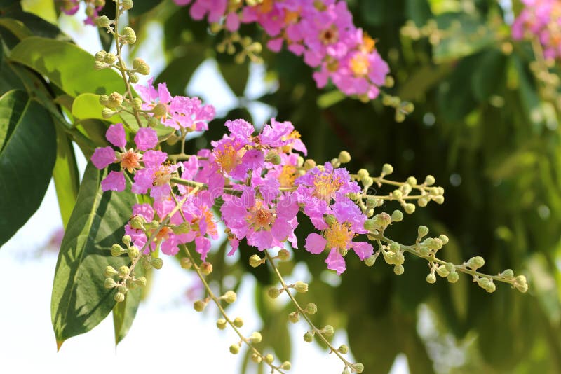 Lagerstroemia loudoni Teijsm. & Binn purple,pink flowers in the garden stock photo Lagerstroemia loudoni Teijsm. & Binn purple,pink flowers in the garden stock photo