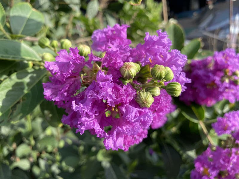 Lagerstroemia Speciosa Flower in Nature Garden Stock Photo - Image of ...