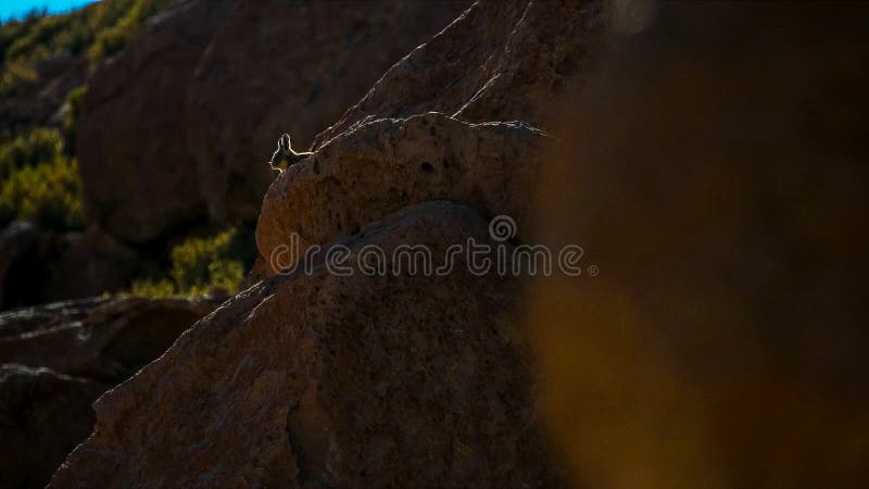 Lagidium du sud Viscacia de Viscacha ou de Vizcacha dans le haut désert andin de plateau en Bolivie photographie stock libre de droits Lagidium du sud Viscacia de Viscacha ou de Vizcacha dans le haut désert andin de plateau en Bolivie photographie stock libre de droits