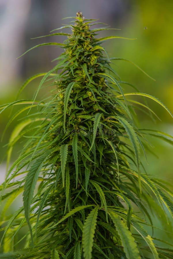 laglig cannabisväxt arkivfoto laglig cannabisväxt arkivfoto
