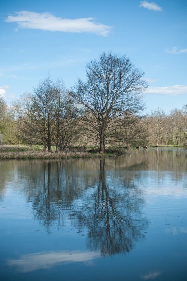 Lago bonito com as árvores na reflexão fotos de stock royalty free
