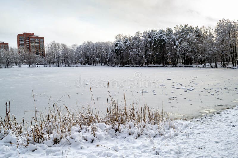 Lago con canne secche. foresta ricoperta di neve e mattoni rossi. Riva di lago molte canne secche. sulla riva più lontana c'è una foresta ricoperta di neve e mattoni rossi in un edificio di alto livello. paesaggio invernale.