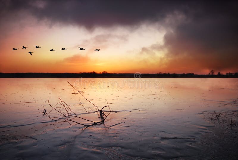 Ducks flying over frozen lake at sunset. Ducks flying over frozen lake at sunset