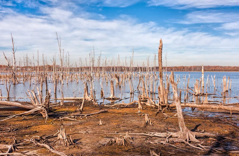Lago ed alberi morti fotografie stock Lago ed alberi morti fotografie stock